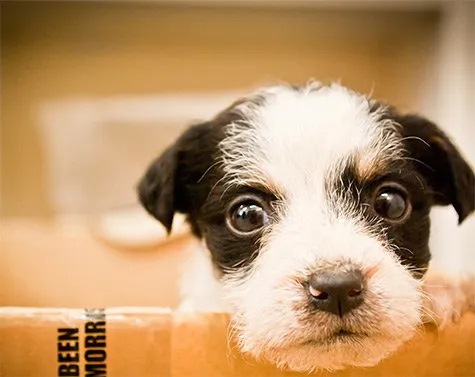 Canine Influenza – What You Need to Know