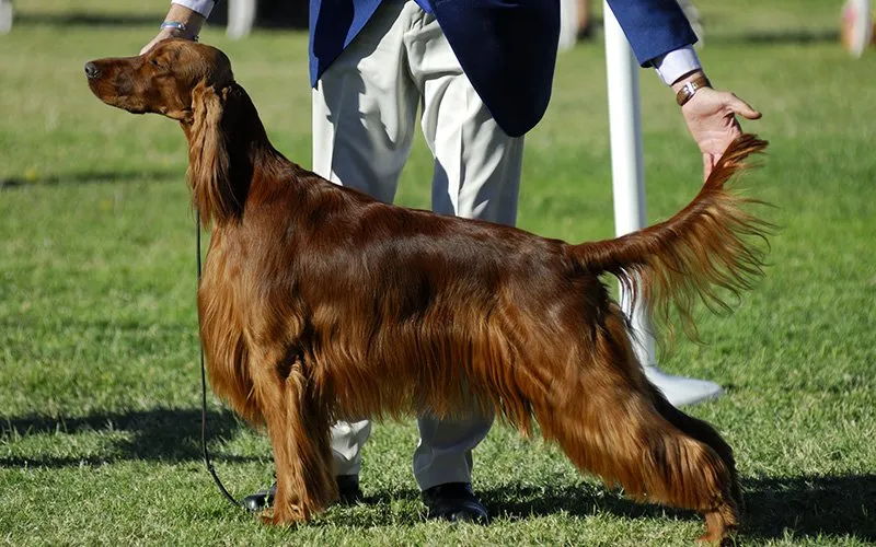 Breeder Discount Progesterone Testing Available