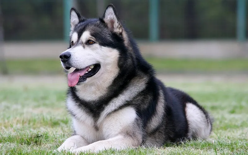 Is Your Dog’s Heartworm Testing Up To Date?