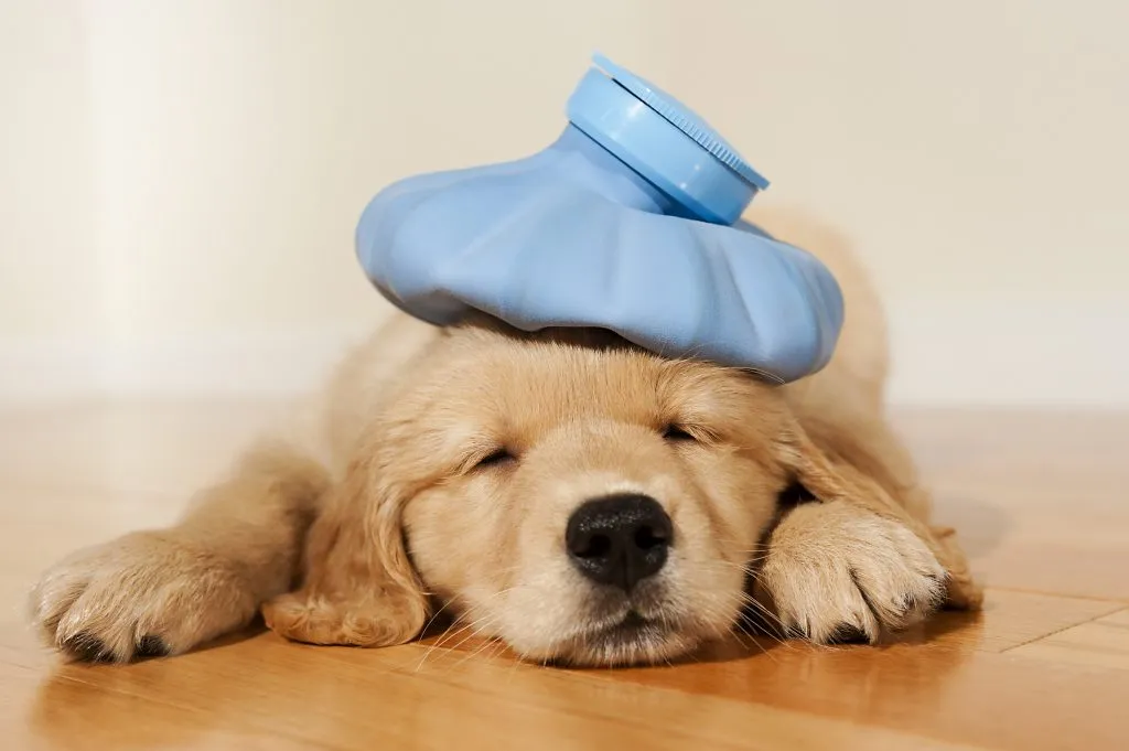 Emergency Pet Care Guide for Sacramento Pet Owners | Watt Avenue Pet Hospital
