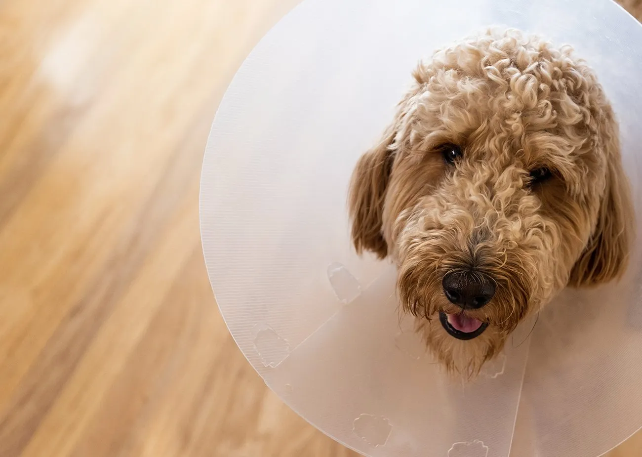 Low Cost Spay and Neuter in Sacramento: Affordable Care for Your Pets