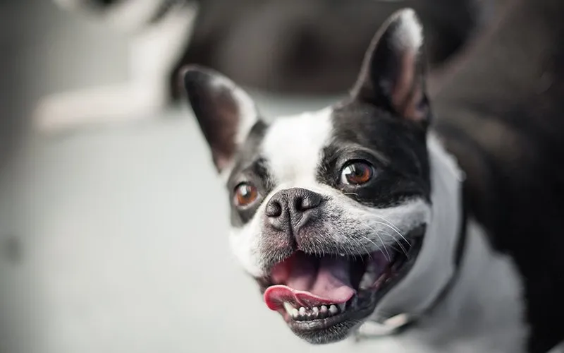 What Happens When A Dog Reverse Sneezes?
