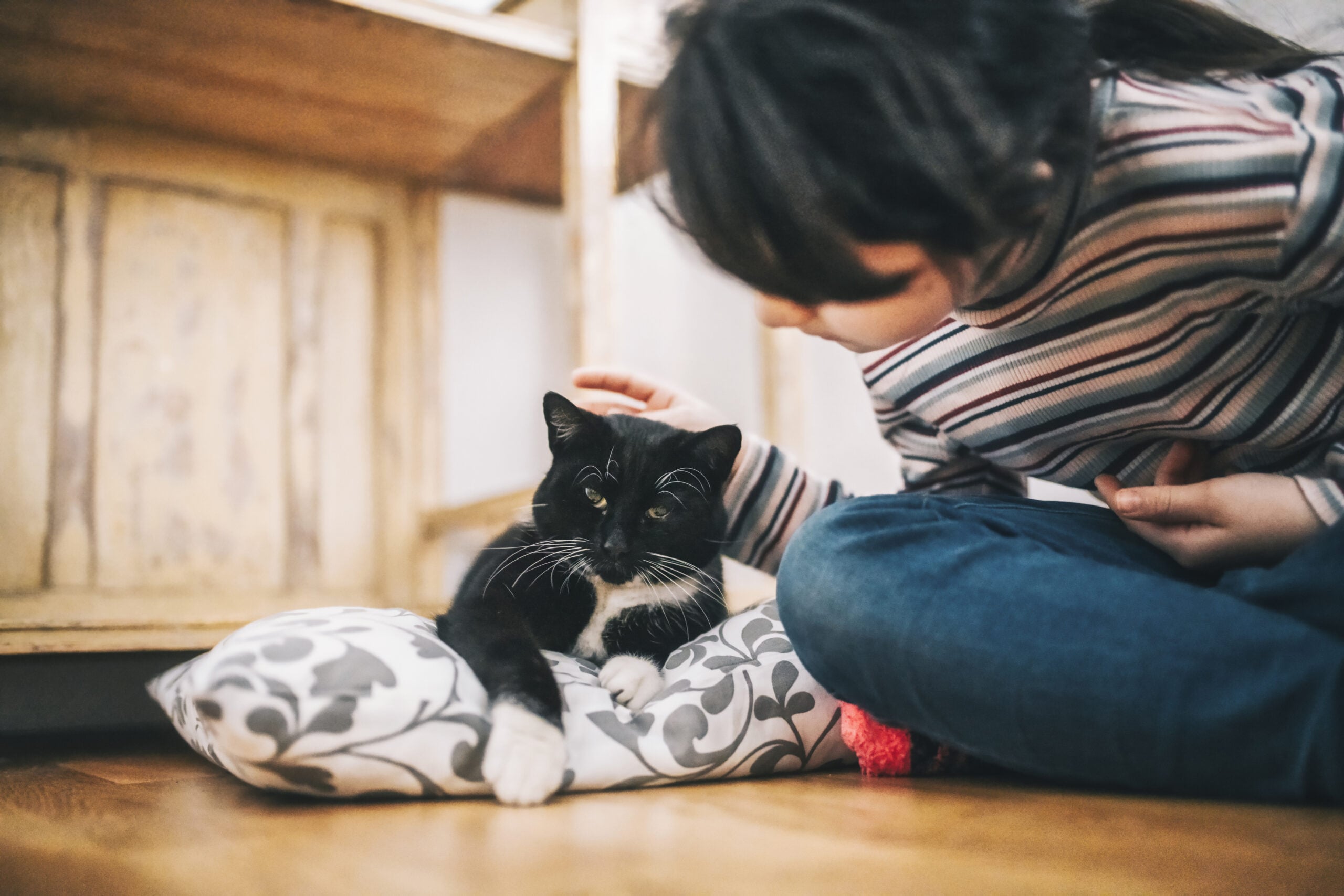 Subtle Signs Your Pet Is in Pain | Watt Avenue Pet Hospital Sacramento