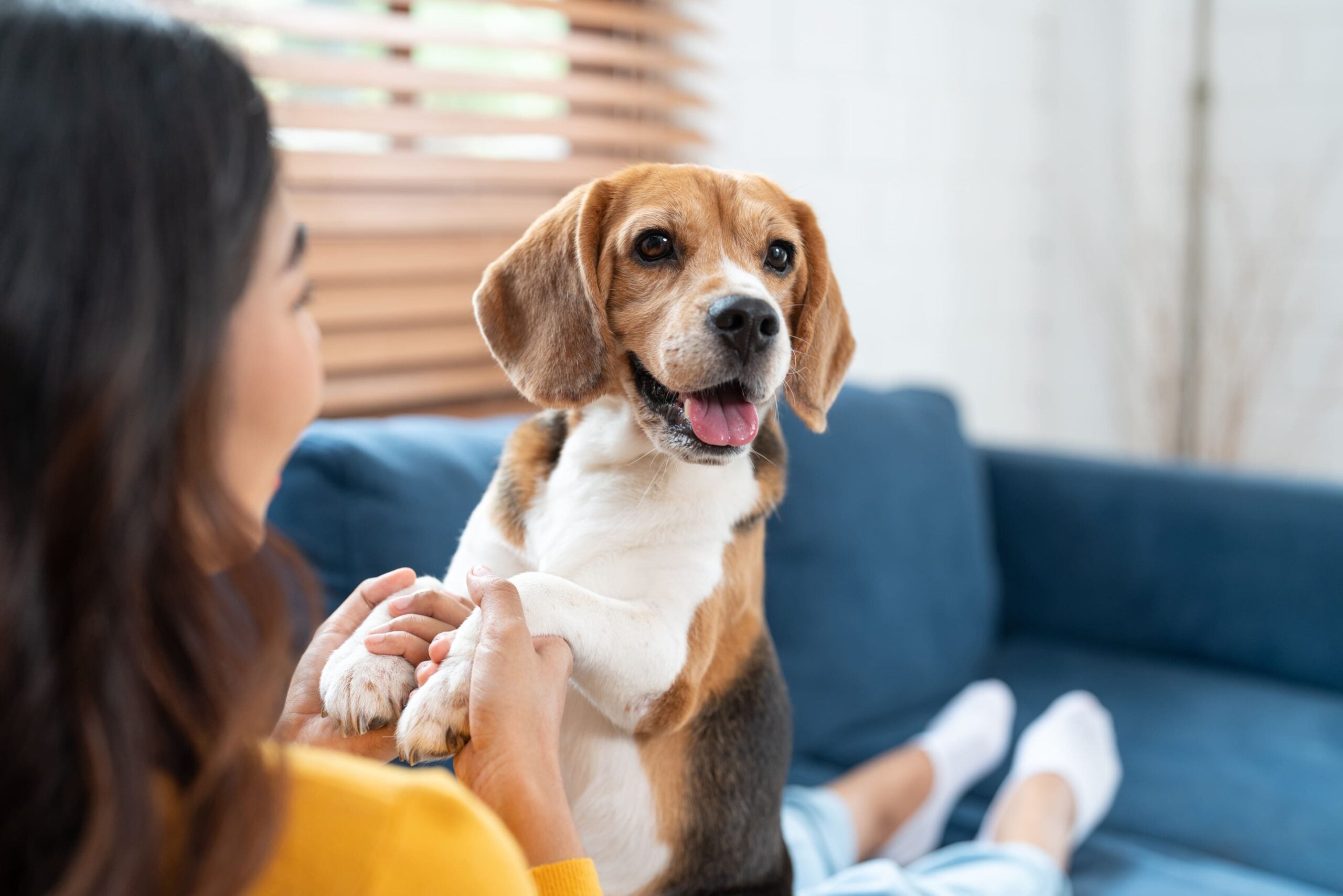 Client Spotlight: Zelda’s Story at Watt Avenue Pet Hospital