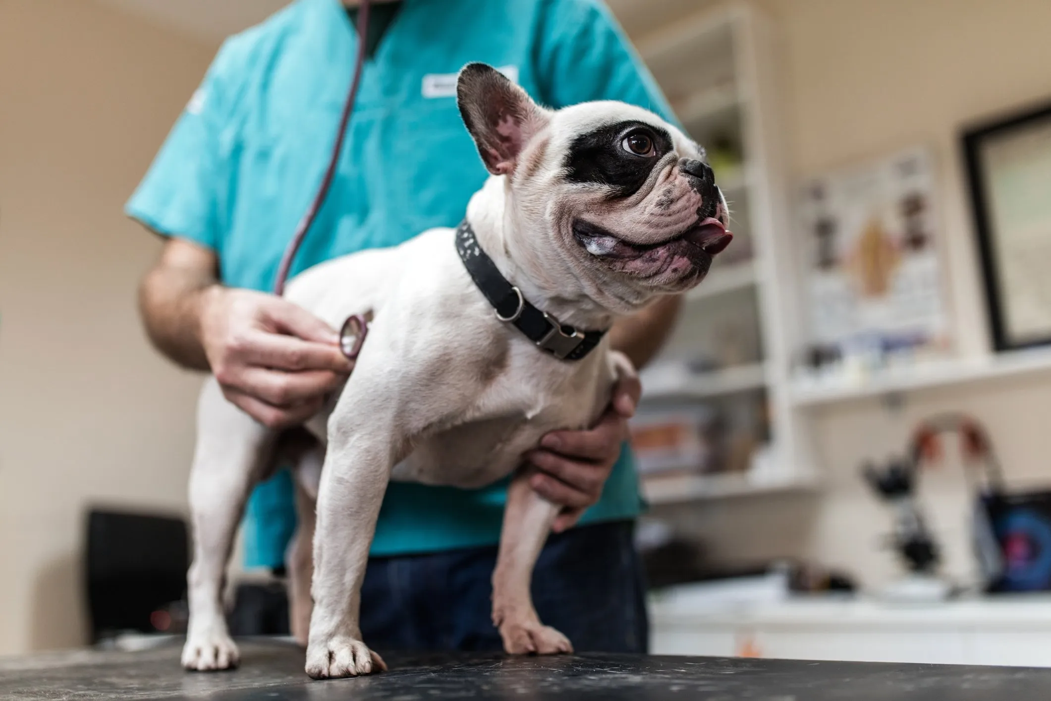 AVMA 2017 Convention Highlights Feature Exhibitors, Experts, Education