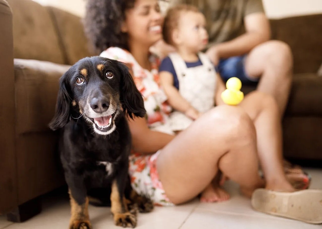 Ask the Vet: Thanksgiving Pet Safety Tips from Dr. Susan Barrett