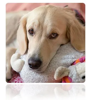 Canine Influenza: What Pet Owners in Sacramento Need to Know